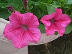 CIMG5494 - Rs[.JPG